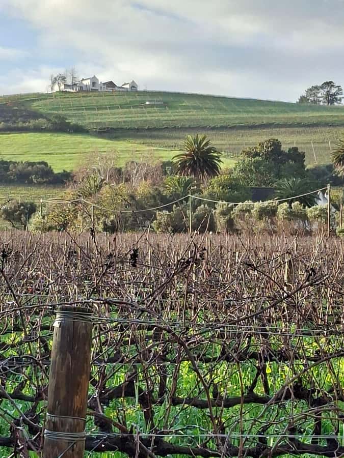 Cape Town: CHEETAH ENCOUNTER/WINE TESTING EXPERIENCE/LUNCH - Finishing at Oldenburg Wine Estate