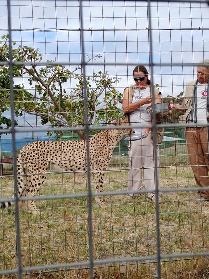 Cape Town: CHEETAH ENCOUNTER/WINE TESTING EXPERIENCE/LUNCH - What the $112 price really buys you