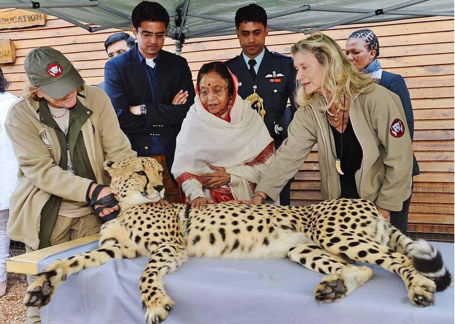 Cape Town: CHEETAH ENCOUNTER/WINE TESTING EXPERIENCE/LUNCH - Meeting the cheetahs at Cheetah Outreach