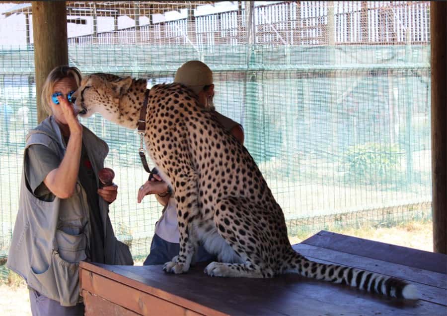 Cape Town: Cheetah Outreach and Winelands Day Tour - Why this Cape Town day trip works