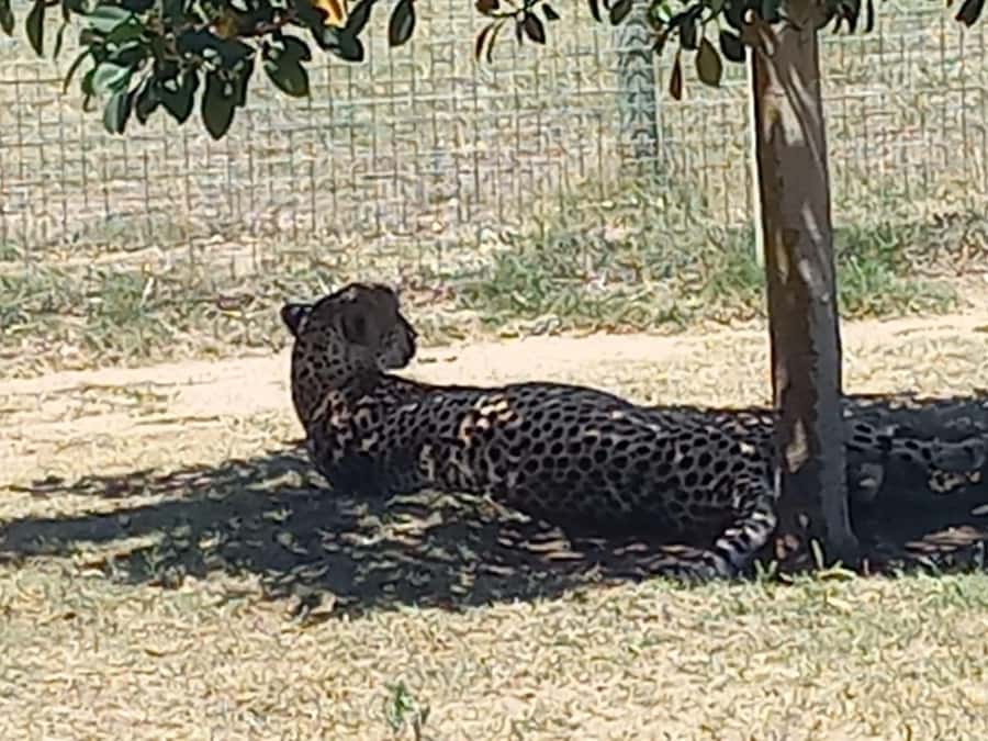 Cape Town: Cheetah Outreach and Winelands Day Tour - What the private guide adds