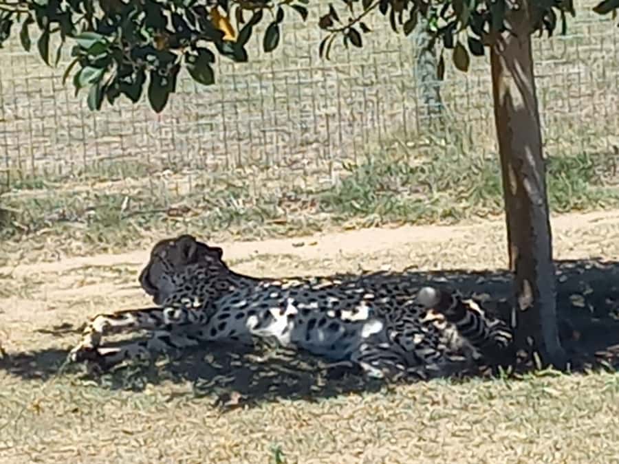Cape Town: Cheetah Outreach and Winelands Day Tour - Food, wine, and extra spending