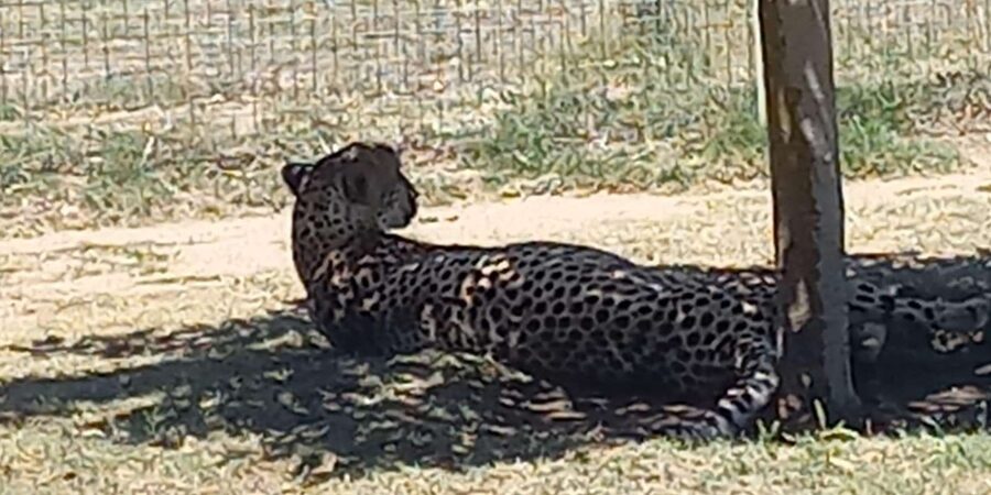 Cape Town: Cheetah Outreach and Winelands Day Tour - Who should book this day