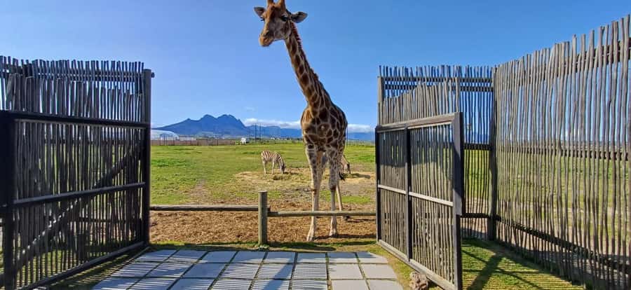 Cape Town: Cheetah Outreach, Giraffe Encounter & Wine Tour - Key Points