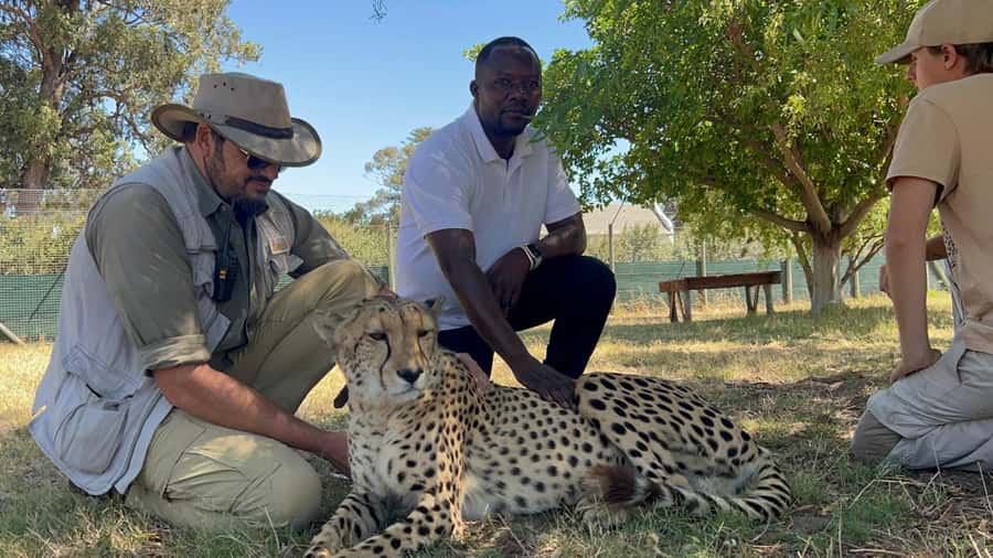 Cape Town: Cheetah Outreach, Giraffe Encounter & Wine Tour - Stellenbosch Wine Country After the Animal Visits