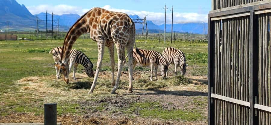 Cape Town: Cheetah Outreach, Giraffe Encounter & Wine Tour - Is $218 a Fair Price?