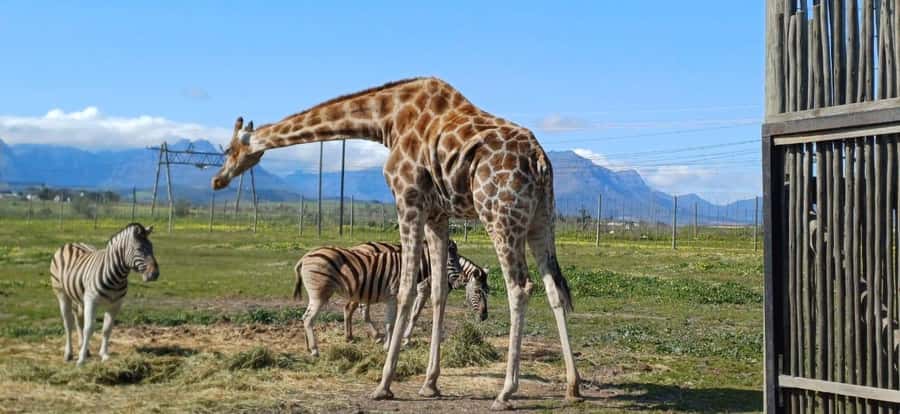 Cape Town: Cheetah Outreach, Giraffe Encounter & Wine Tour - Who Will Get the Most From This Day?