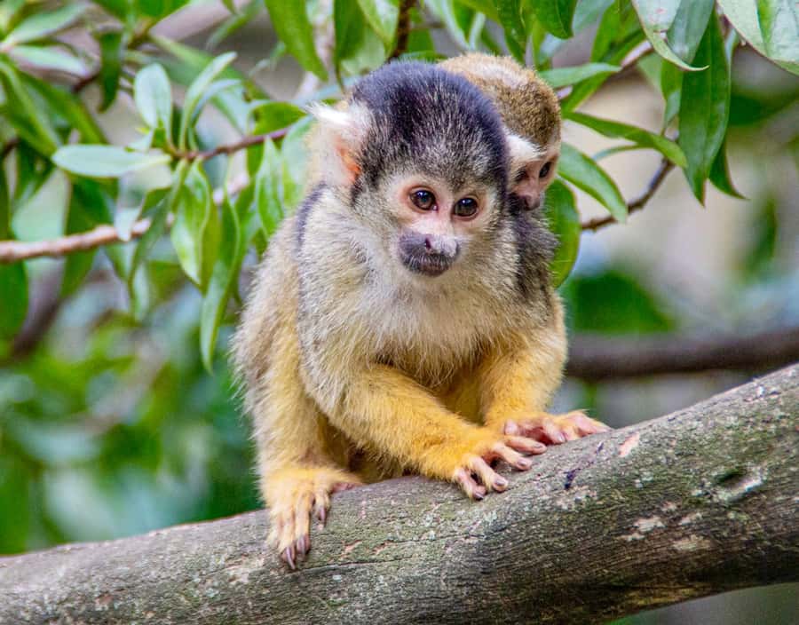 Cape Town City Pass: Save Over 50% on 80+ Top Attractions - Should you book the Cape Town City Pass?