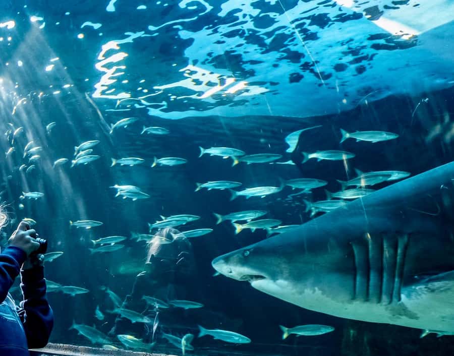 Cape Town City Pass: Save Over 50% on 80+ Top Attractions - Table Mountain, the Waterfront, and headline sights