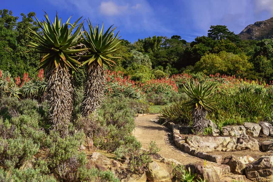 Cape Town: Constantia Half-Day Wine Tour & Tastings - The value of $115 per person