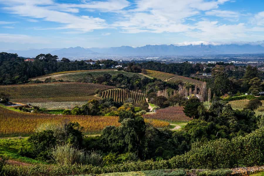 Cape Town: Constantia Half-Day Wine Tour & Tastings - How to prepare for the tasting