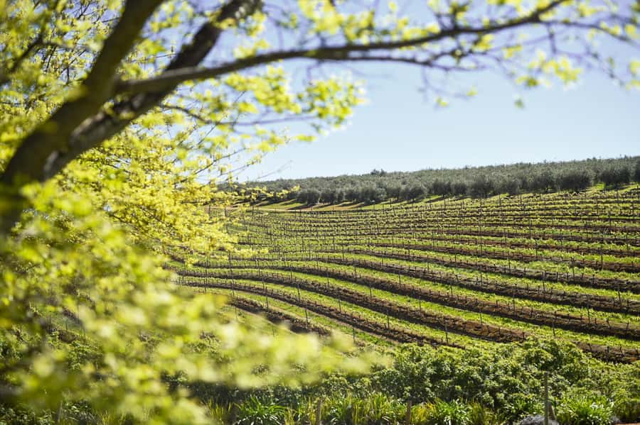 Cape Town: Constantia Half-Day Wine Tour & Tastings - The drive from Cape Town into the valley