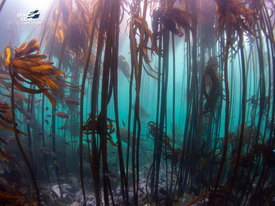 Cape Town: Discover Scuba Diving - 1 day experience - The safety briefing and shallow-water practice