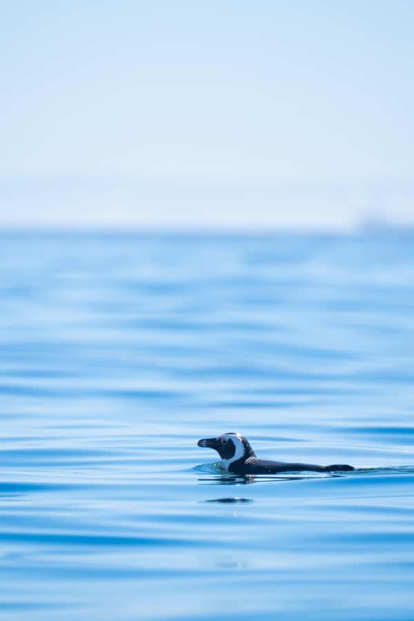 Cape Town: Dolphin & Ocean Wildlife Kayaking Adventure ⚓️ - Weather rules and the best time to go