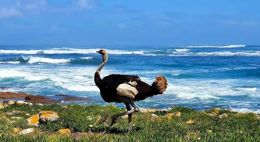 Cape Town: E-Bike Cape Peninsula Tour - Key points to know before you book