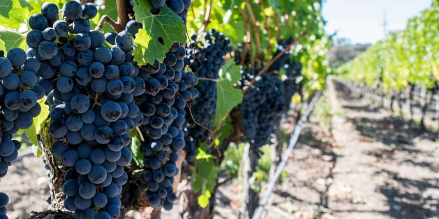 Cape Town: Franschhoek and Wine Tram Tour - How the Franschhoek Wine Tram works