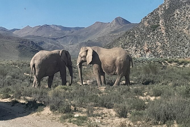 Cape Town Full Day Aquila reserve safari - Leaving Cape Town at 8:00 am