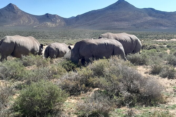 Cape Town Full Day Aquila reserve safari - The Aquila 4x4 game drive