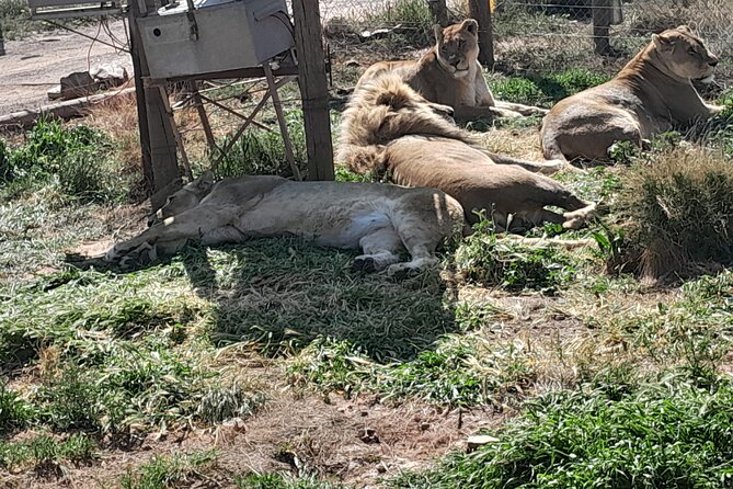 Cape Town Full Day Aquila reserve safari - Lunch, water, and the value of the package