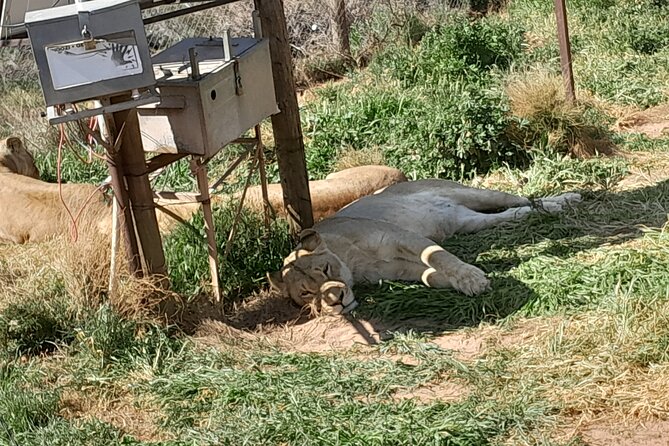 Cape Town Full Day Aquila reserve safari - What the guides add to the day