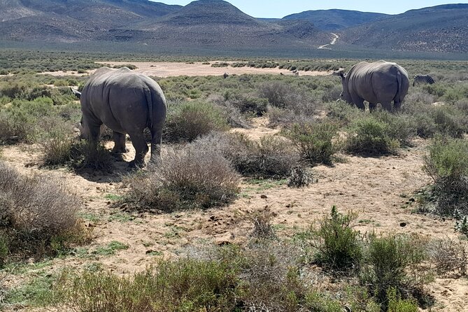 Cape Town Full Day Aquila reserve safari - The long return to Cape Town