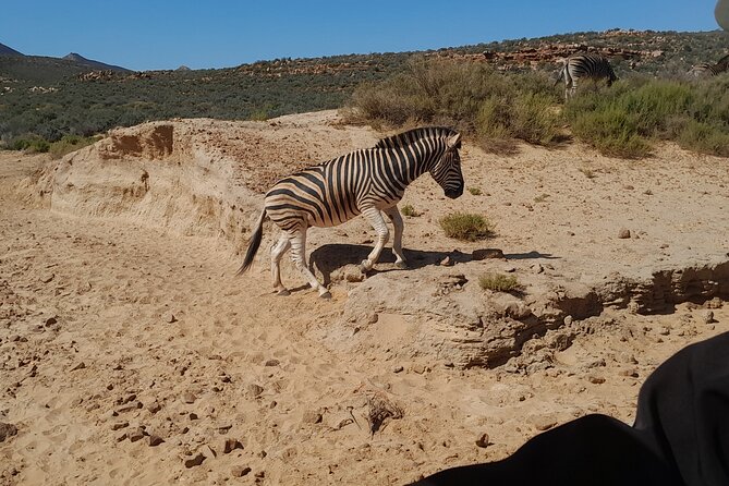 Cape Town Full Day Aquila reserve safari - Who should book this safari?