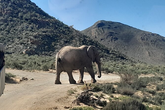 Cape Town Full Day Aquila reserve safari - Through the Hex Pass into the Klein Karoo