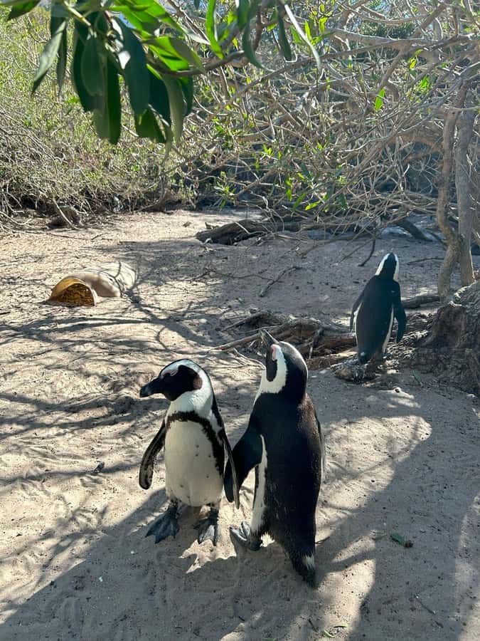Cape Town: Full Day Cape of Good Hope with Penguins Tour - The Cape of Good Hope viewpoint