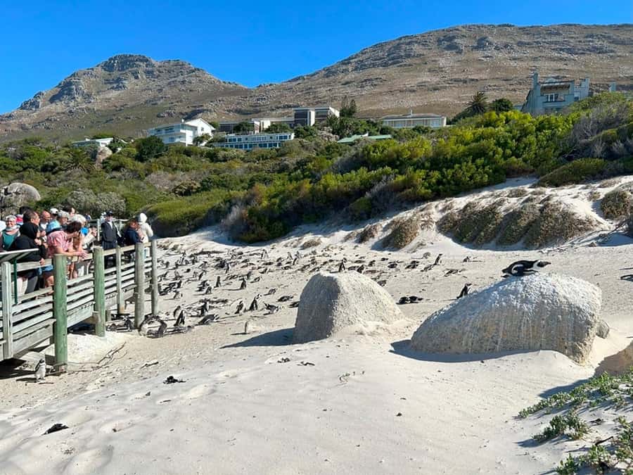 Cape Town: Full Day Cape of Good Hope with Penguins Tour - What the guide can add
