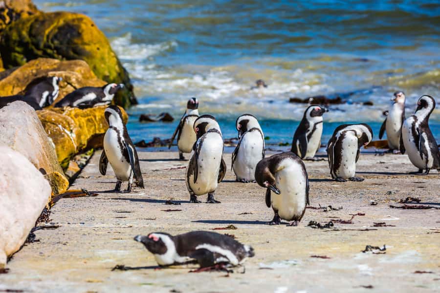 Cape Town: Full-Day Cape Peninsula and Penguins Tour - A fast route through Cape Town’s coastal highlights