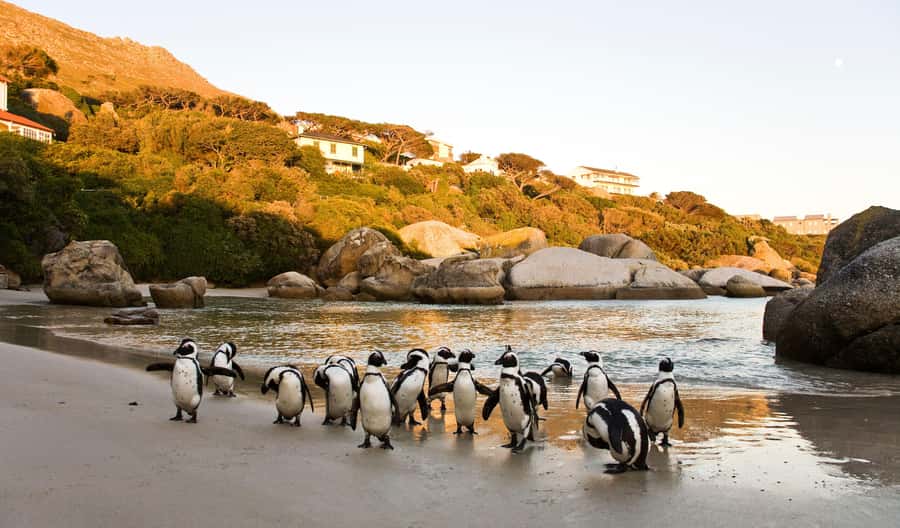 Cape Town: Full-Day Cape Peninsula and Penguins Tour - Bo-Kaap brings a short burst of local character