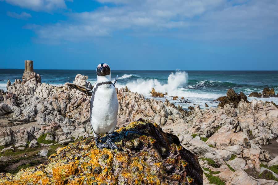 Cape Town: Full-Day Cape Peninsula and Penguins Tour - Hout Bay and the optional trip to Seal Island
