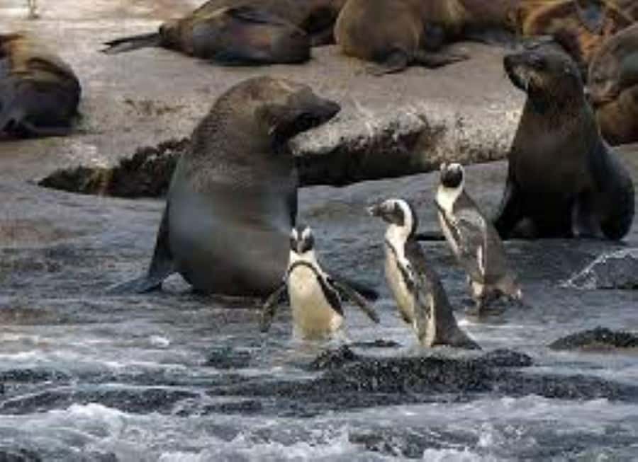 Cape Town: Full-Day Cape Peninsula Tour & Penguin Beach - Chapman’s Peak and Noordhoek