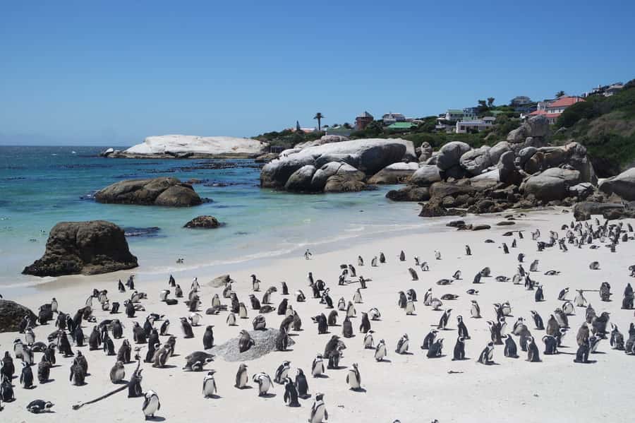 Cape Town: Full-Day Cape Peninsula Tour with Transfers - The guide can shape the whole day