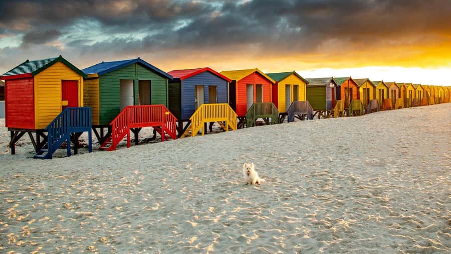 Cape Town: Full-Day Cape Peninsula Tour with Transfers - Hout Bay, seals, and the choice of a boat trip