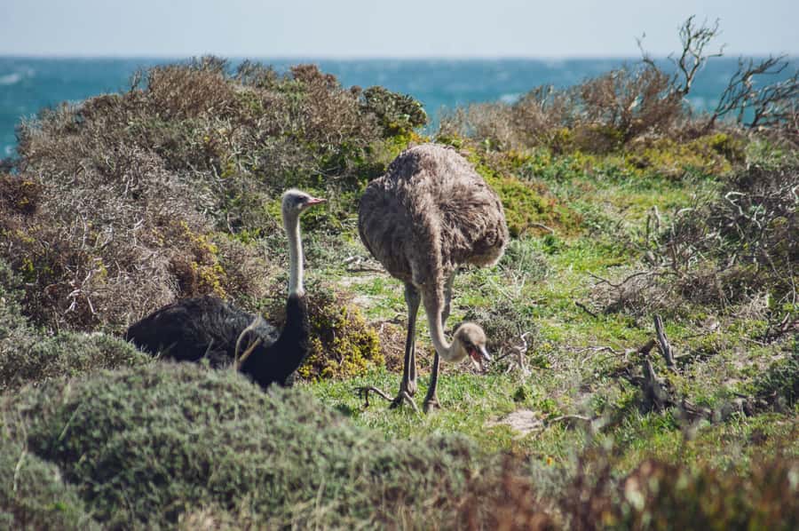 Cape Town: Full-Day Private Peninsula Tour - Noordhoek and a practical lunch decision