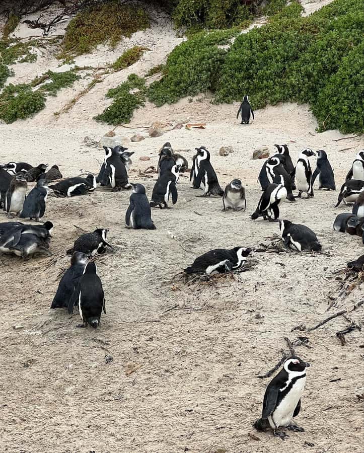 Cape Town: Full-Day Private Peninsula Tour - Simon’s Town and a Great Dane with a naval story