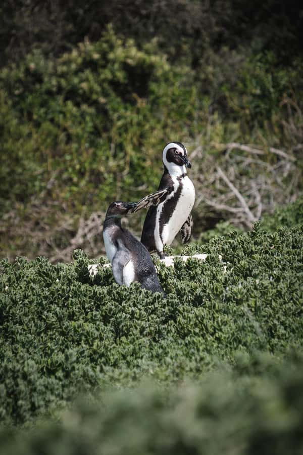 Cape Town: Full-Day Private Peninsula Tour - Boulders Beach and the penguin colony