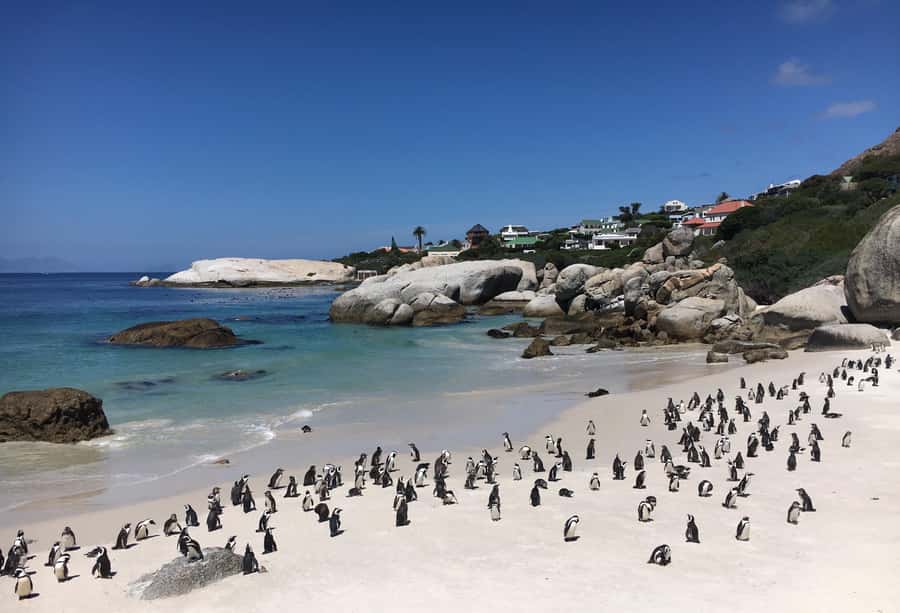 Cape Town: Full-Day Private Tour with Cape Point & Penguins - Key points to know before booking