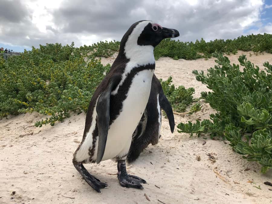 Cape Town: Full-Day Private Tour with Cape Point & Penguins - Why this private Cape Peninsula tour works well