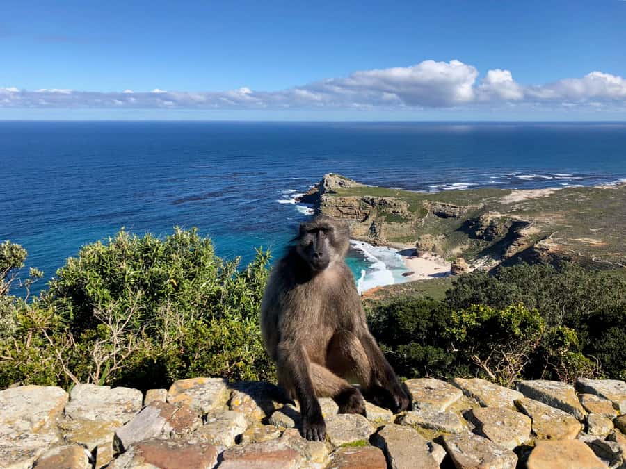 Cape Town: Full-Day Private Tour with Cape Point & Penguins - Chapman’s Peak is more than a quick photo stop