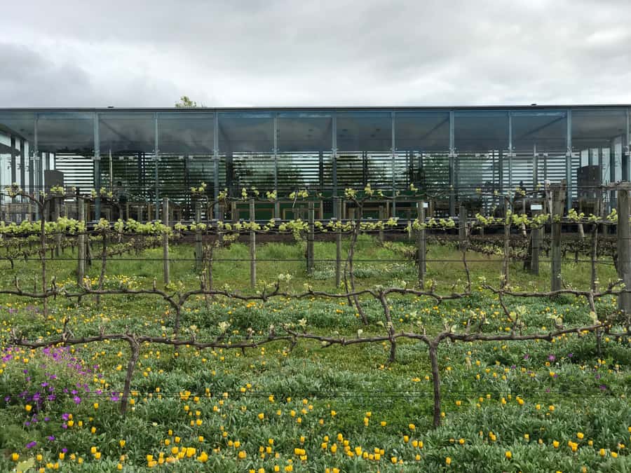Cape Town: Full-Day Stellenbosch and Franschhoek Wine Tour - What the $77 price covers