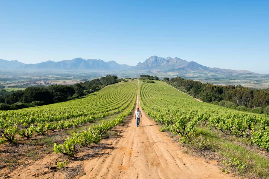 Cape Town: Full-Day Winelands Tour with Wine Tastings & Food - Key Points