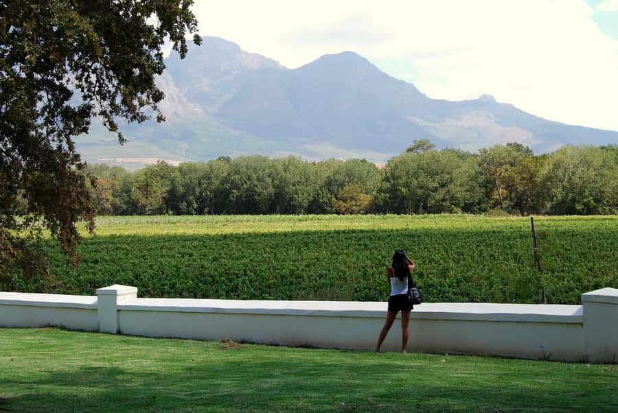 Cape Town: Full-Day Winelands Tour with Wine Tastings & Food - Four Wineries, Three Famous Cape Regions