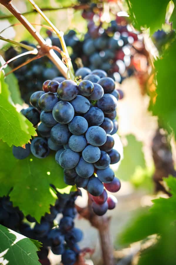 Cape Town: Full-Day Winelands Tour with Wine Tastings & Food - Is Four Wineries Too Many?