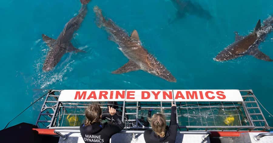 Cape Town: Gansbaai Eco-Friendly Shark Cage Diving Cruise - The long road from Cape Town to Gansbaai