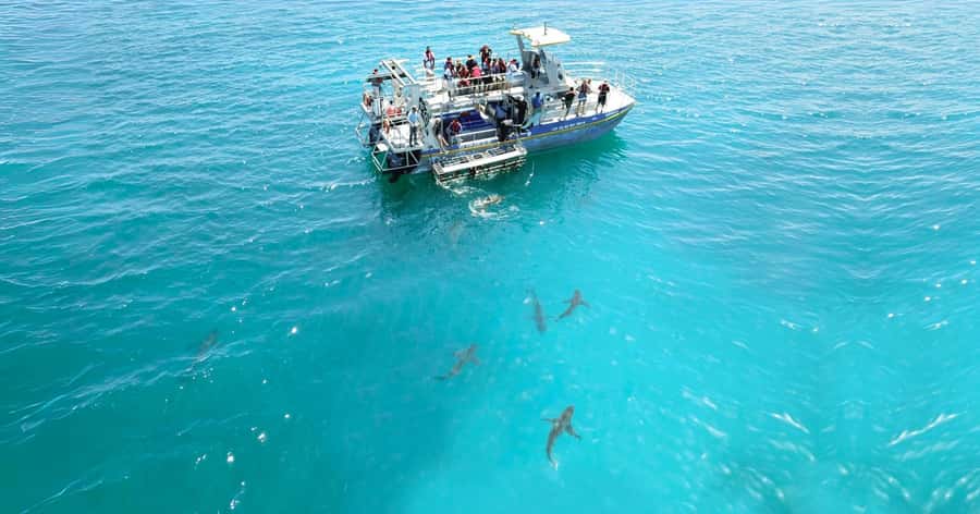 Cape Town: Gansbaai Eco-Friendly Shark Cage Diving Cruise - Is $237 a fair price?