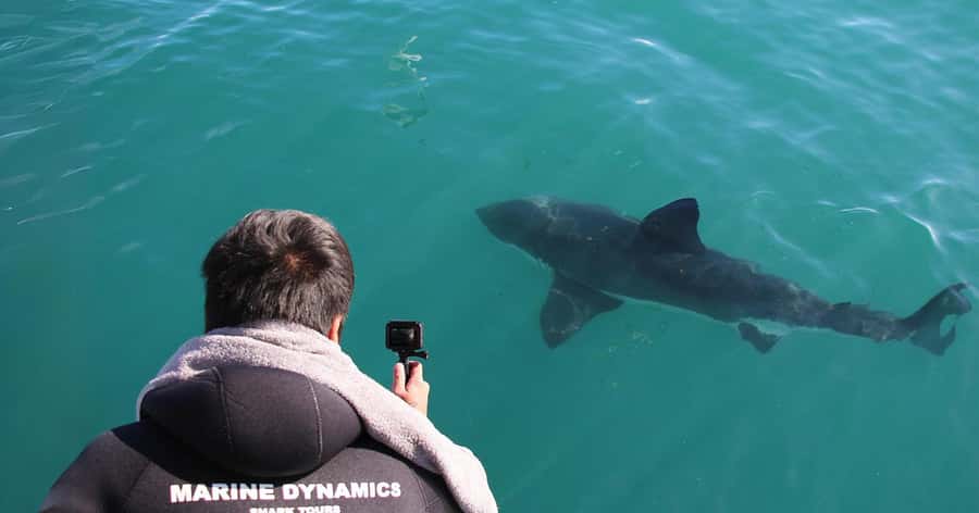 Cape Town: Gansbaai Eco-Friendly Shark Cage Diving Cruise - Who should book this experience?