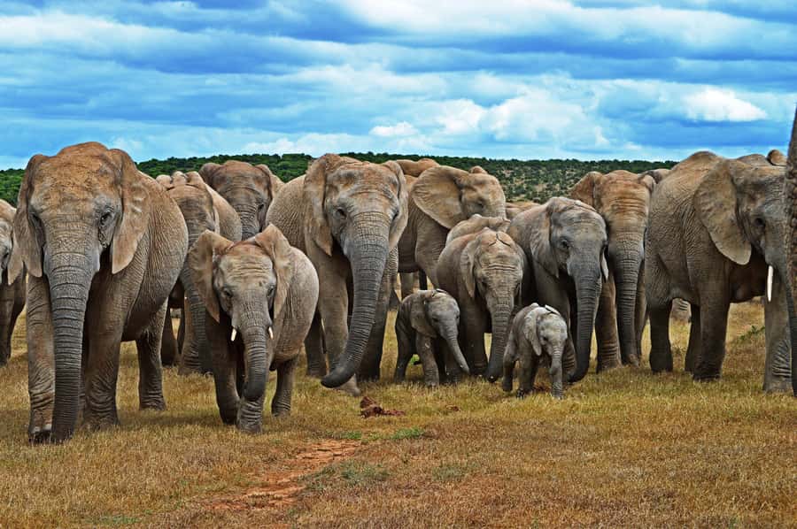 Cape Town: Garden Route and Addo Elephant Park 6-Day Safari - Key points to know before booking