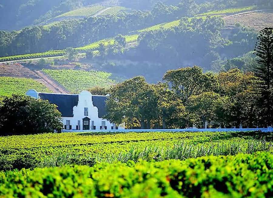 Cape Town: Giraffe House, Cheetah Encounter and Wine Tasting - Key points to know before booking